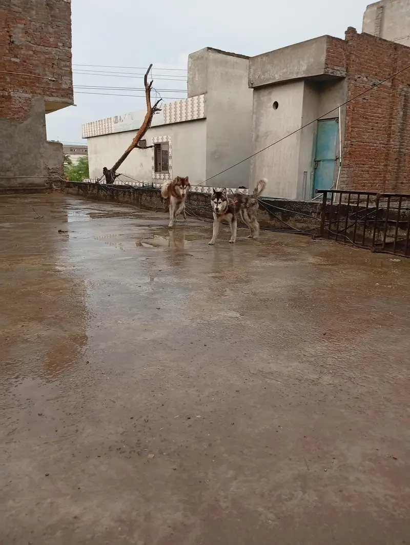 Siberian Husky male female pair — photo 7