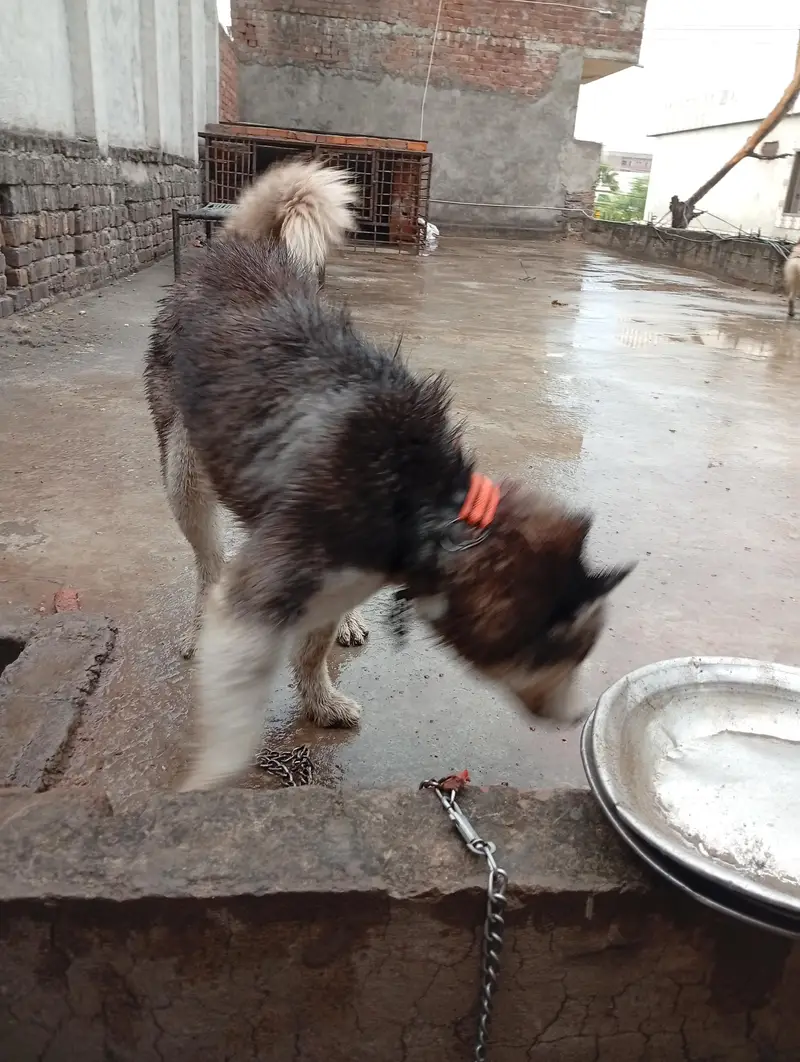 Siberian Husky male female pair — photo 8