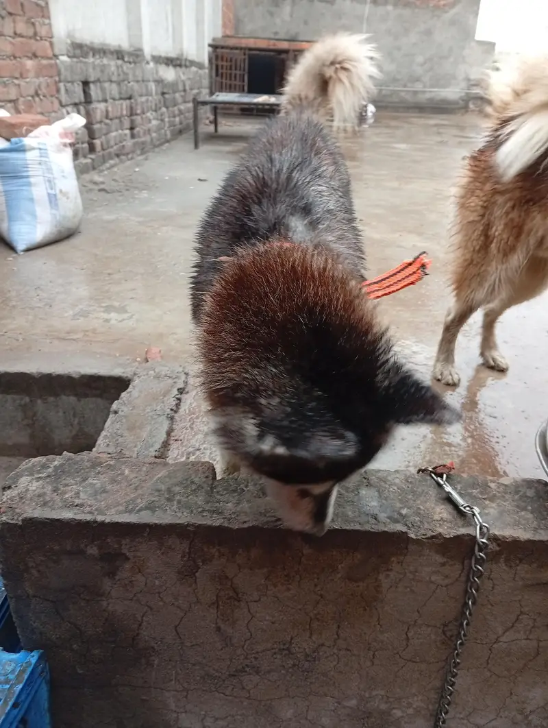 Siberian Husky male female pair — photo 10