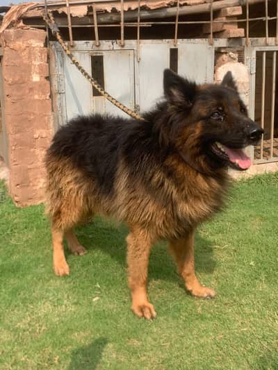 German shepherd