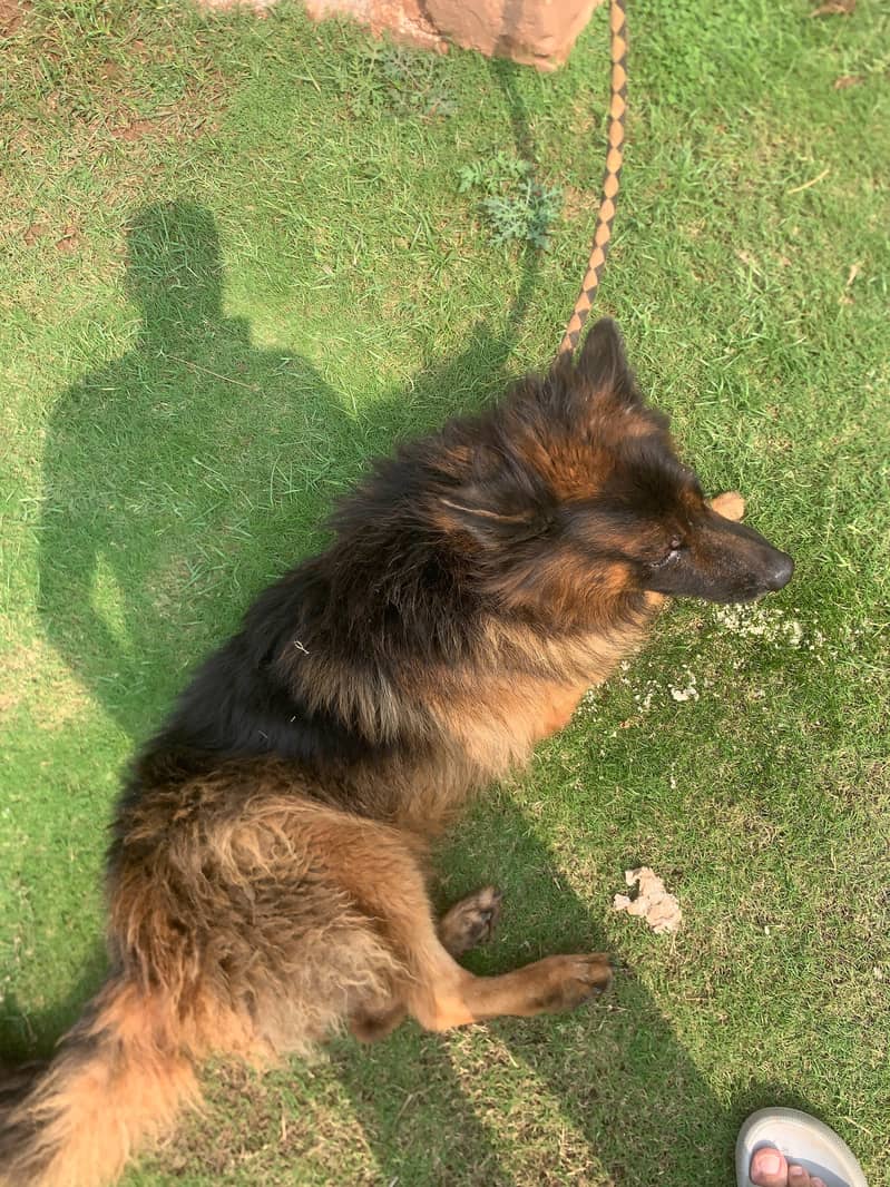 German shepherd 2