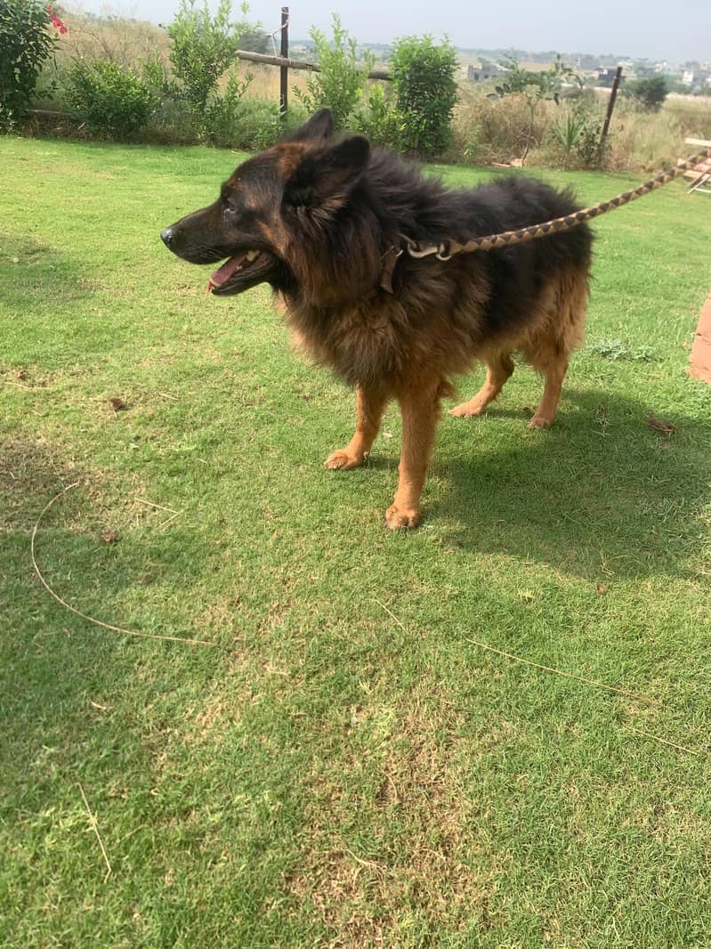German shepherd 7