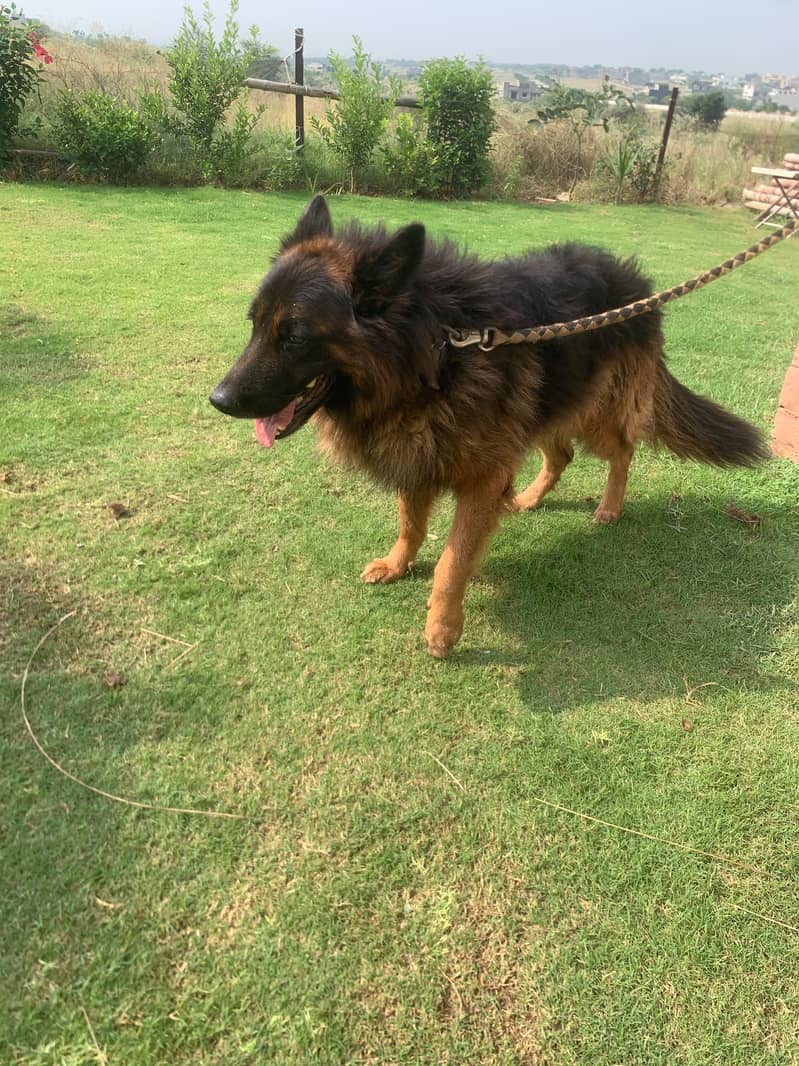 German shepherd 8