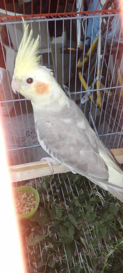 Urgent Cocktail pair for sale  watsapp number 03295106711