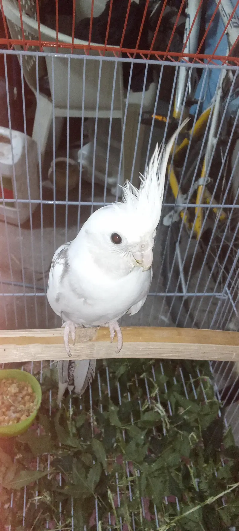 Urgent Cocktail pair for sale  watsapp number 03295106711 — photo 2
