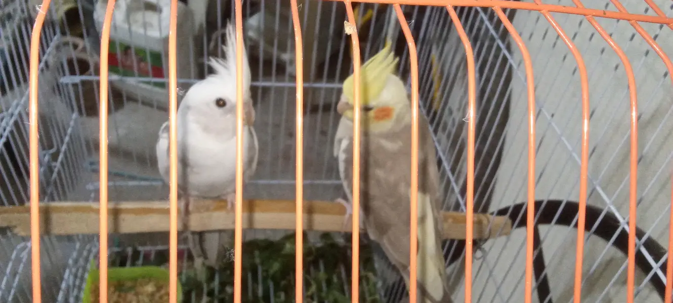 Urgent Cocktail pair for sale  watsapp number 03295106711 — photo 6