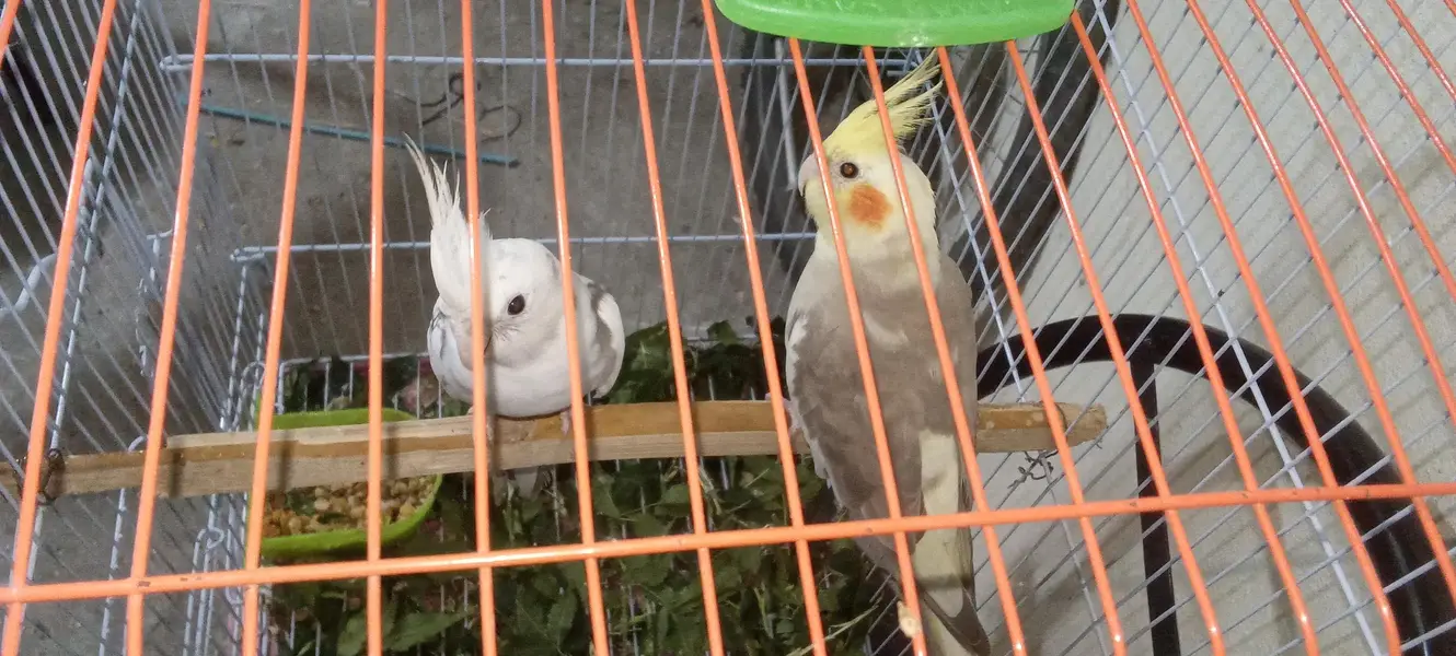 Urgent Cocktail pair for sale  watsapp number 03295106711 — photo 7
