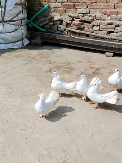 indian laky CHOTI dar pamoz