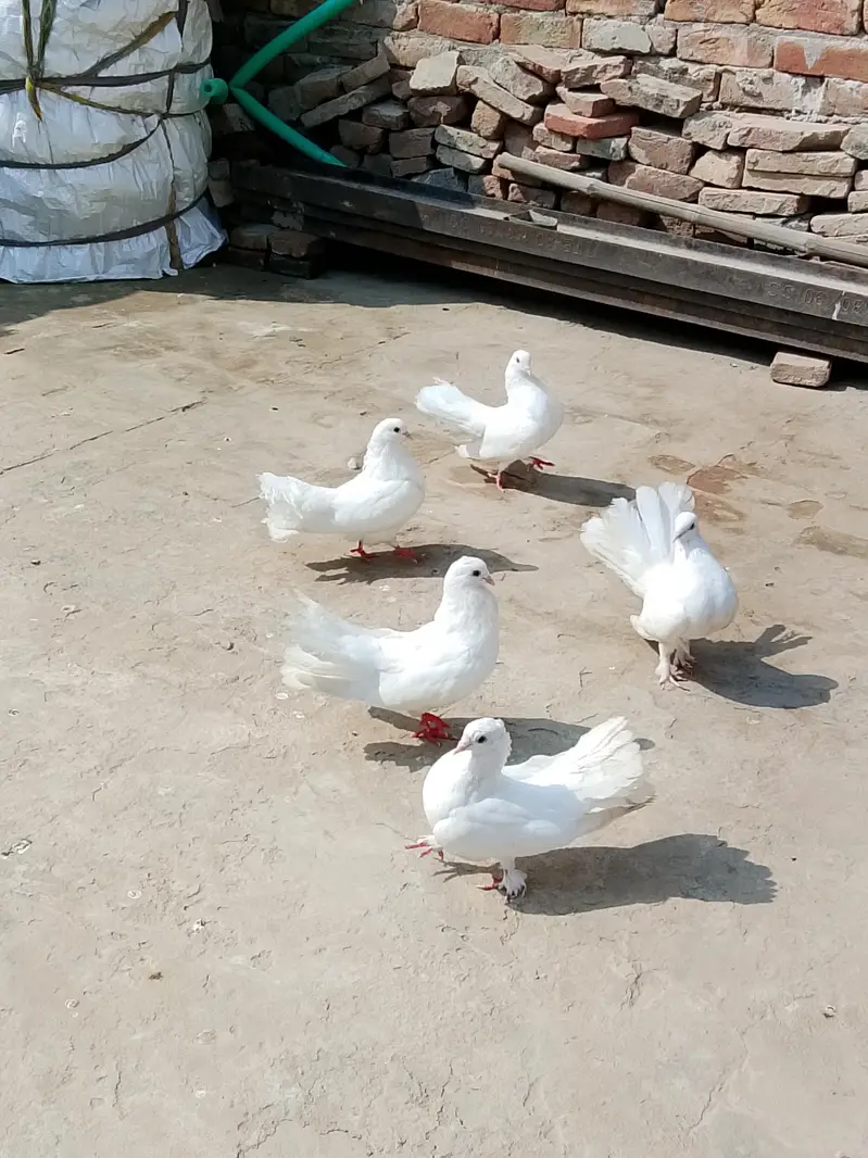 indian laky CHOTI dar pamoz — photo 2