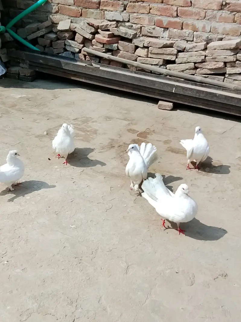 indian laky CHOTI dar pamoz — photo 3