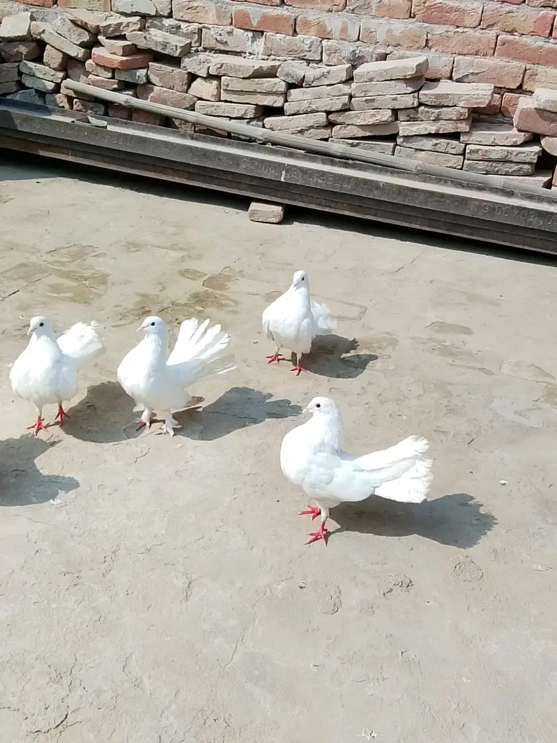 indian laky CHOTI dar pamoz — photo 4