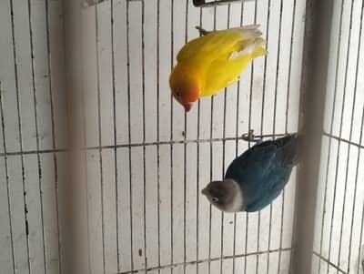 love birds pair urgent for sale