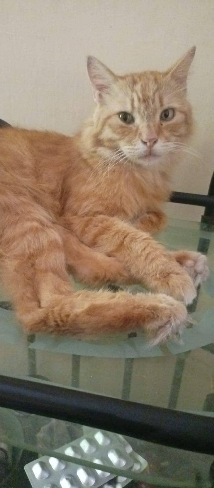 CAT . . 1