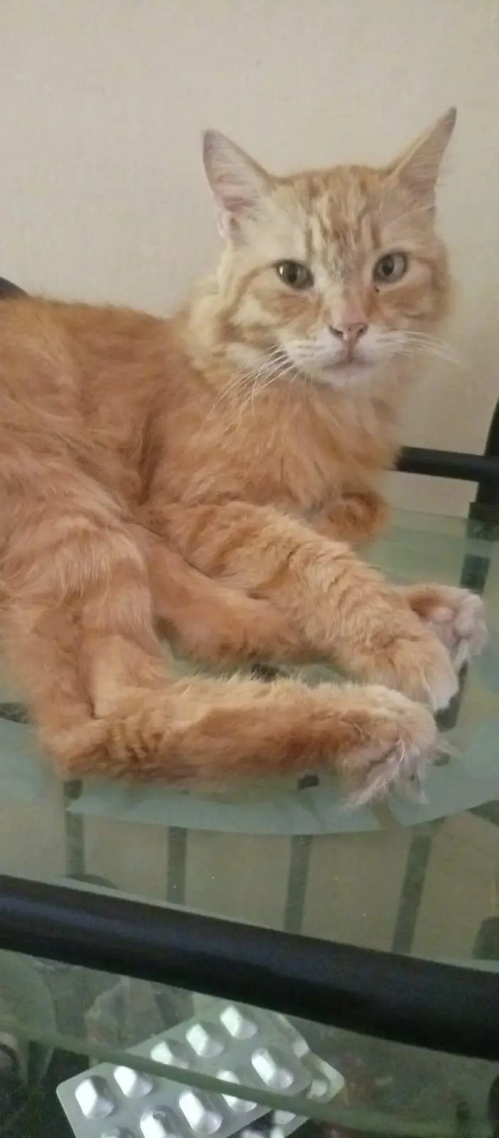 CAT . . — photo 2