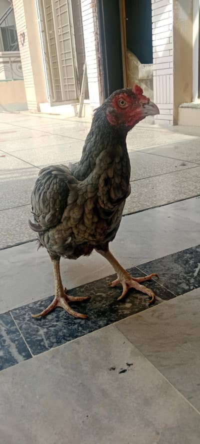 This is very beautiful breed and look