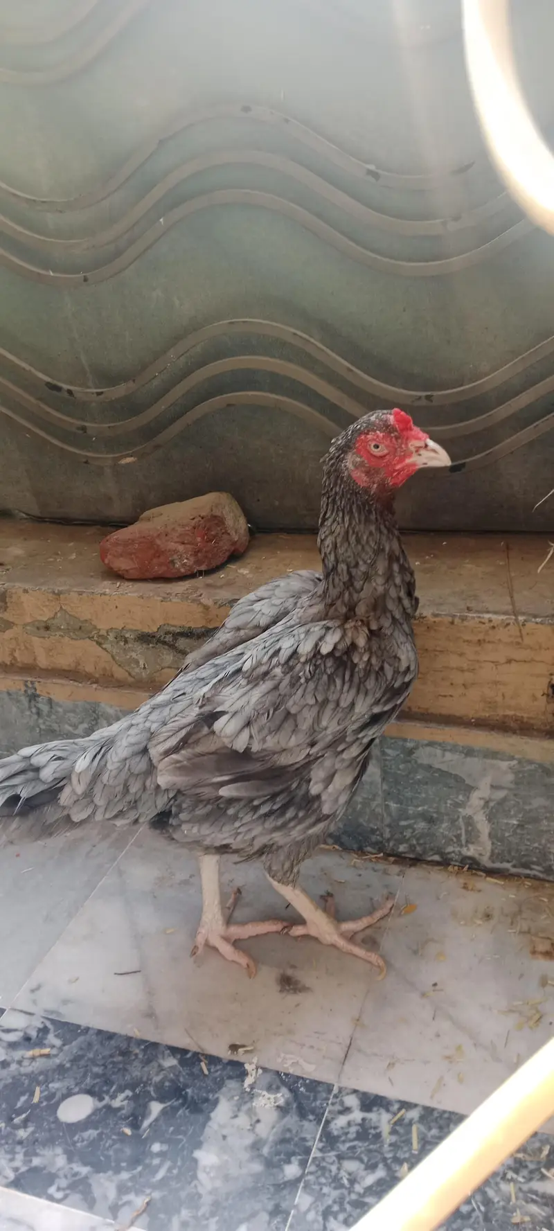 This is very beautiful breed and look — photo 2