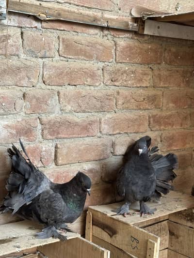 Lucky kaboter pair for sale