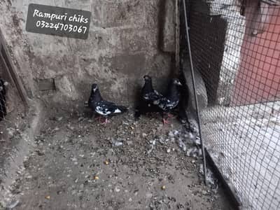 Rampuri birds