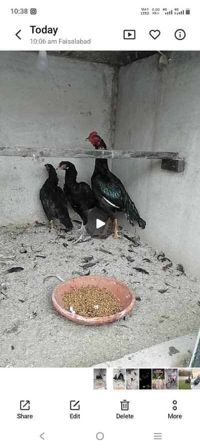 03287785524 one male and 3 female ready to eggs