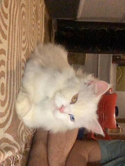 Persian Cat