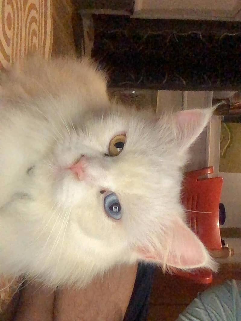 Persian Cat 2
