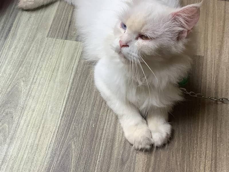 Persian Cat 3