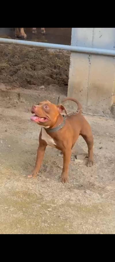 Young Pitbull Male Available