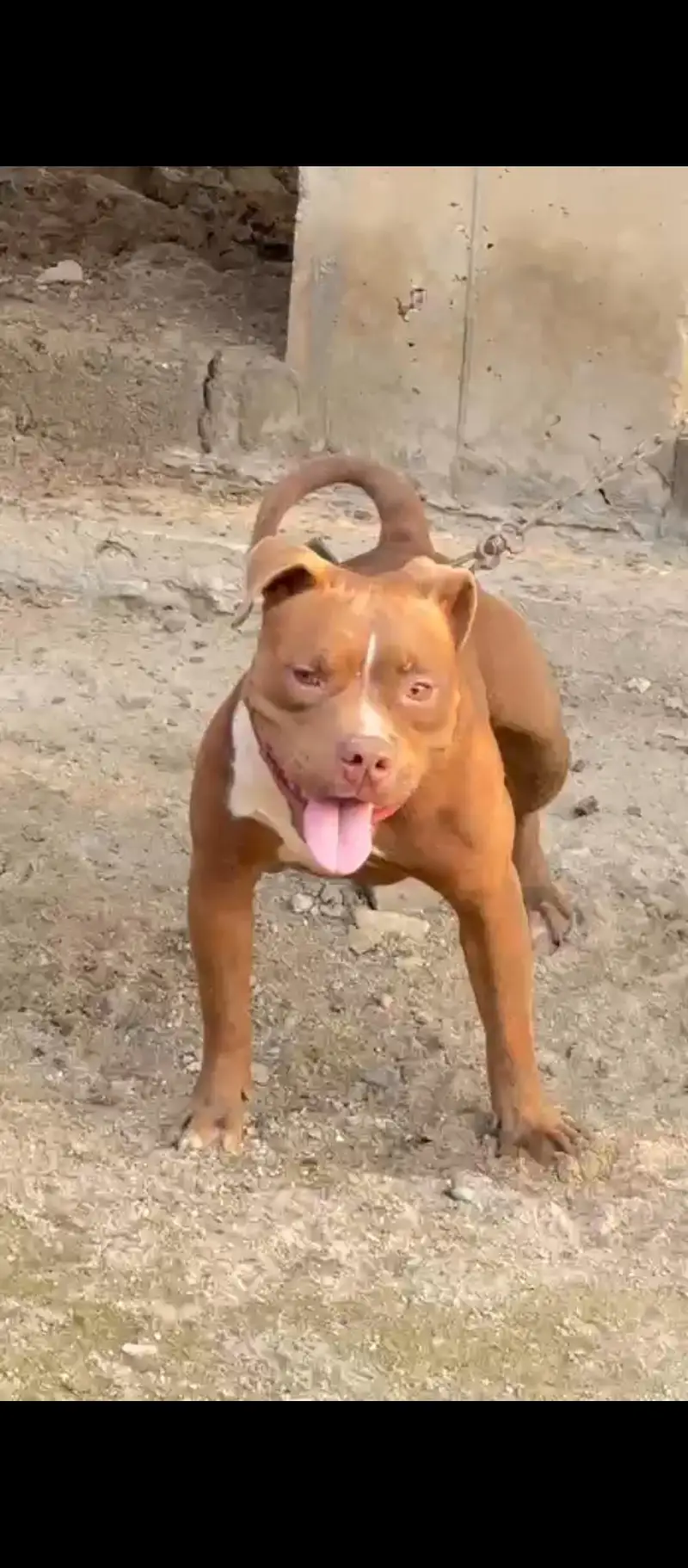 Young Pitbull Male Available — photo 2