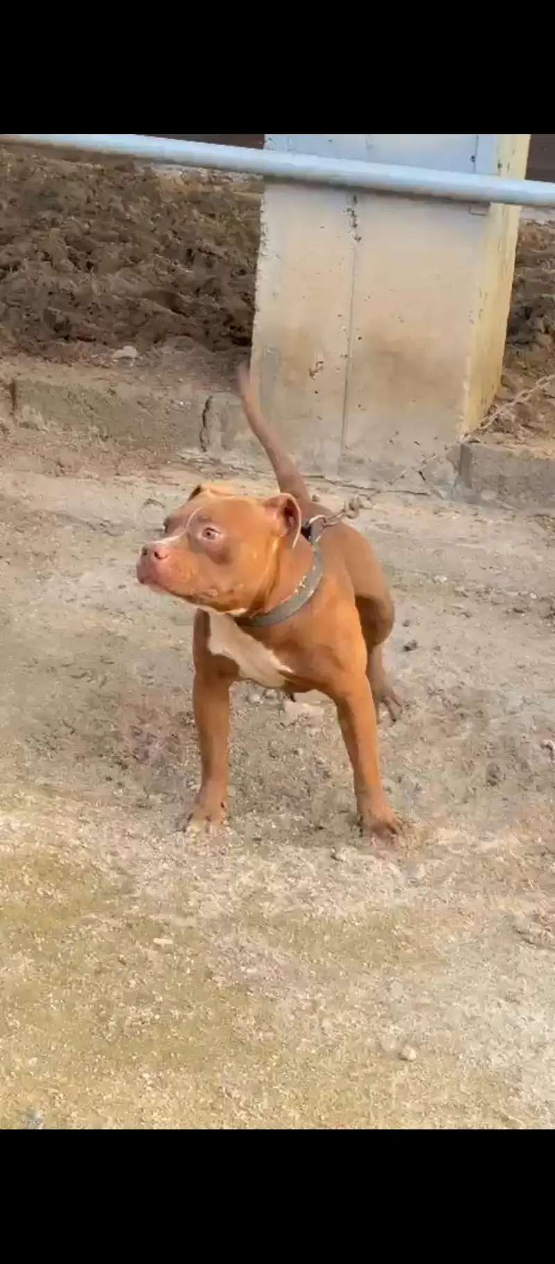 Young Pitbull Male Available — photo 3