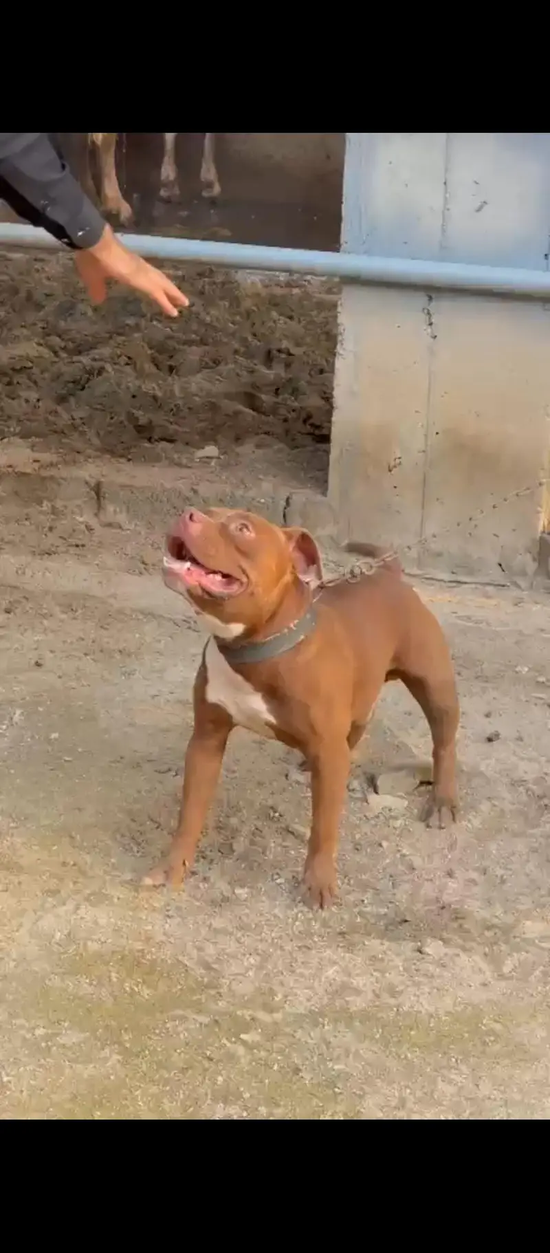 Young Pitbull Male Available — photo 4