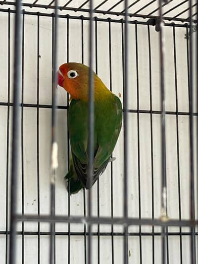 lovebird healthy