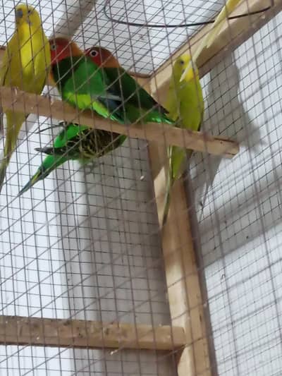 Healthy Active Budgies For Sale - Rs. 1000 Per Pair