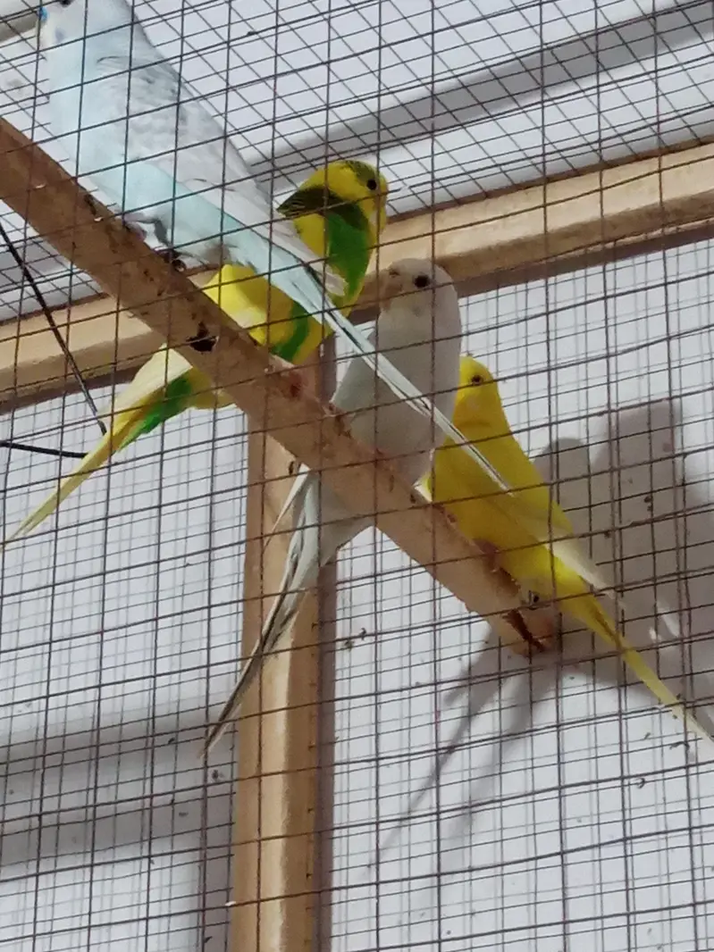 Healthy Active Budgies For Sale - Rs. 1000 Per Pair — photo 2