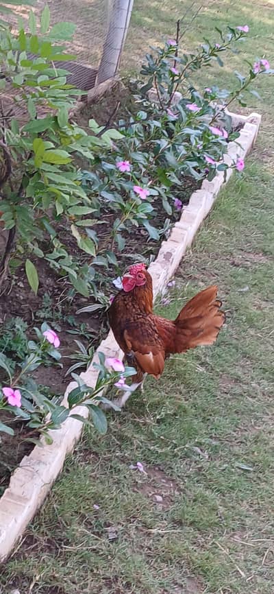 1 Sebright rooster/ Murgha for sale