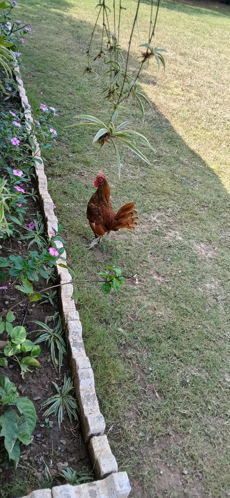 1 Sebright rooster/ Murgha for sale — photo 2