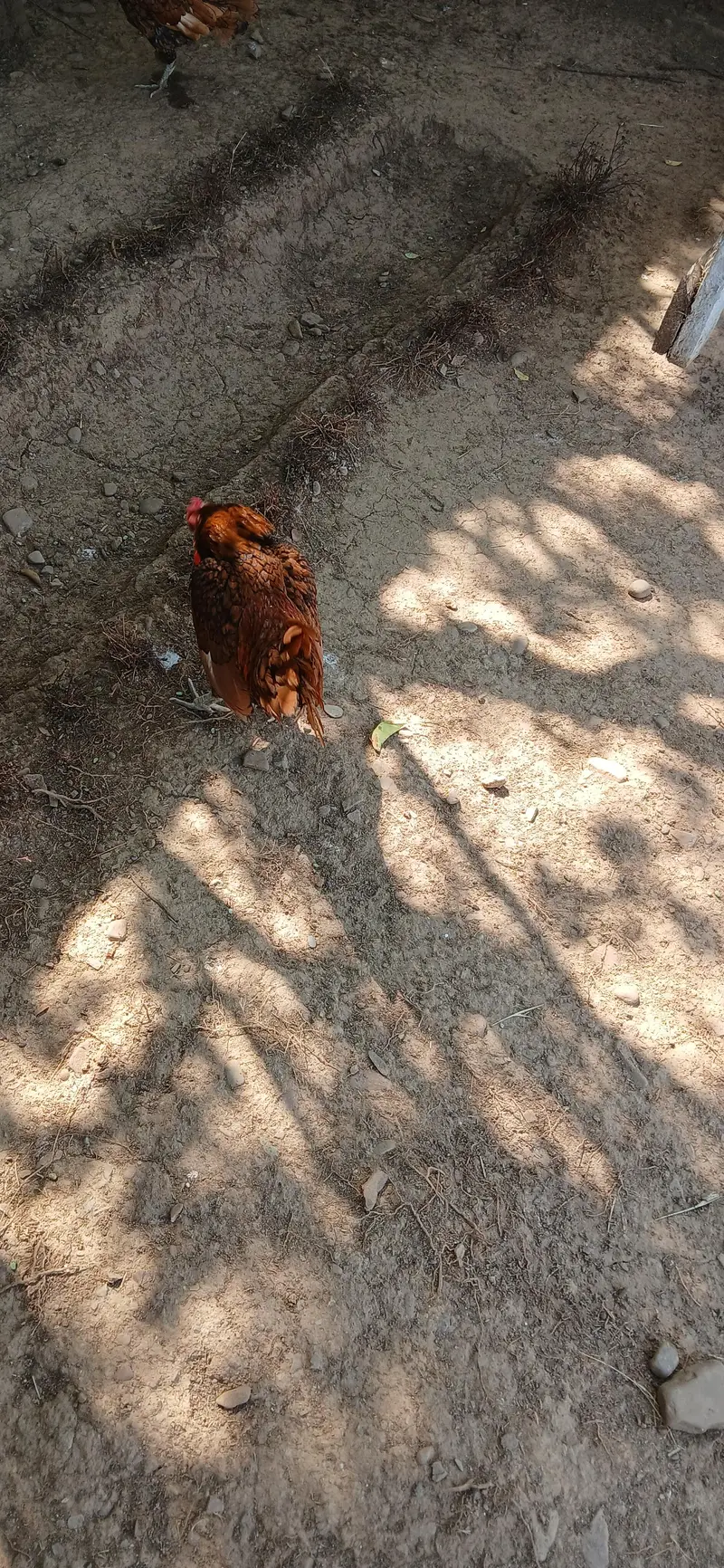 1 Sebright rooster/ Murgha for sale — photo 3
