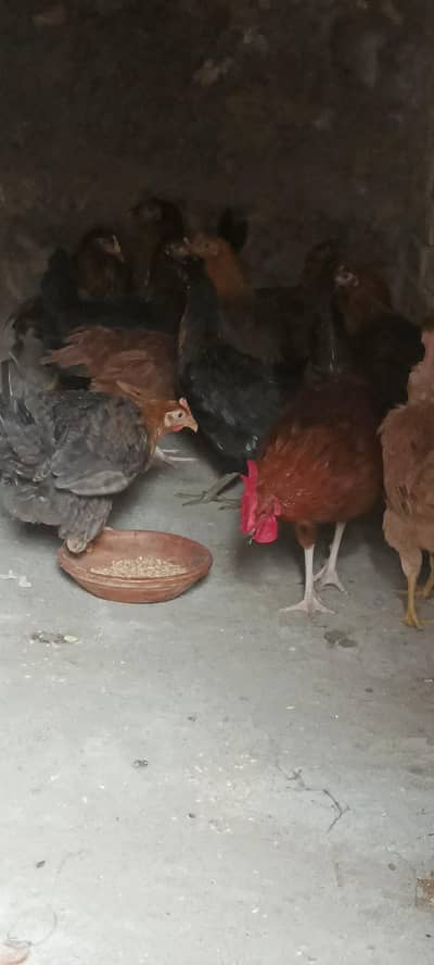 misri murgiya 03220683135