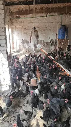 Bulk Australorp Buyer Needed + RIR + Golden misri + Feyoumi