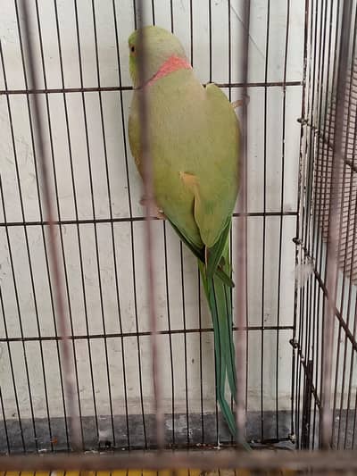 kata pair for sale with cage/without cage. urgent reason shifting. .