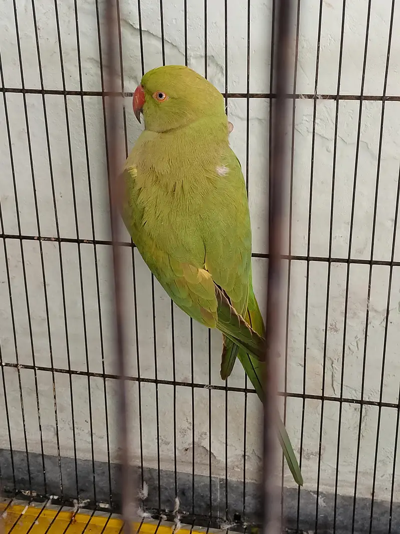 kata pair for sale with cage/without cage. urgent reason shifting. . — photo 2