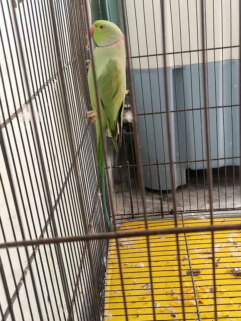 kata pair for sale with cage/without cage. urgent reason shifting. . — photo 3