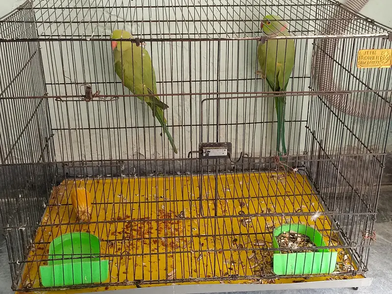kata pair for sale with cage/without cage. urgent reason shifting. . — photo 4
