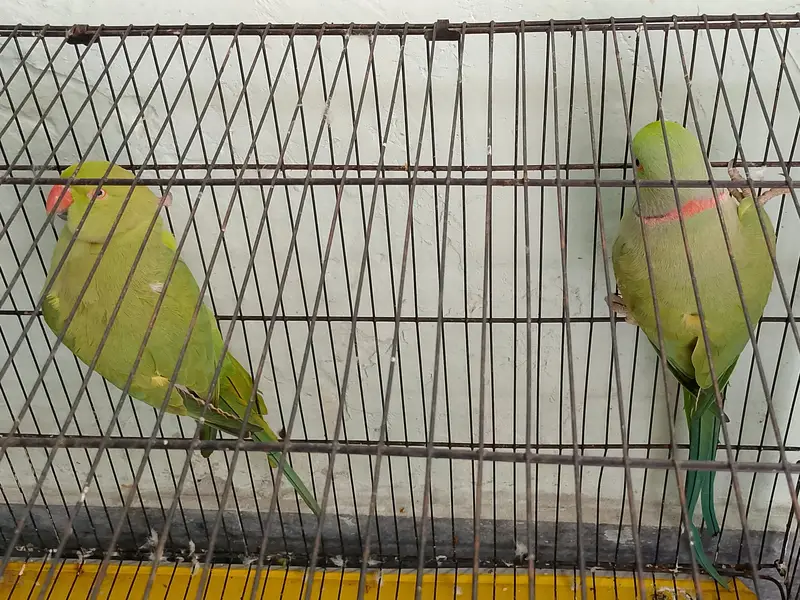 kata pair for sale with cage/without cage. urgent reason shifting. . — photo 5