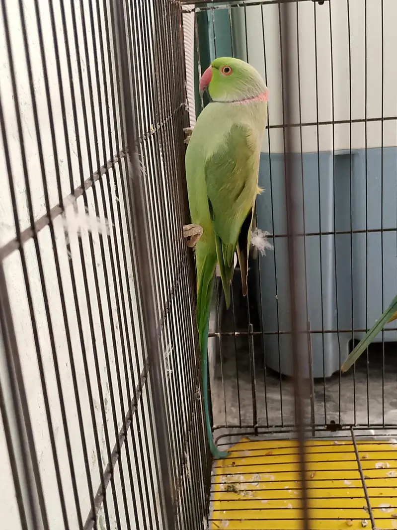kata pair for sale with cage/without cage. urgent reason shifting. . — photo 6