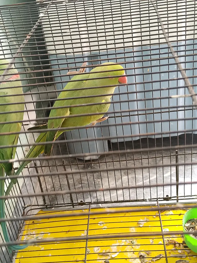 kata pair for sale with cage/without cage. urgent reason shifting. . — photo 7