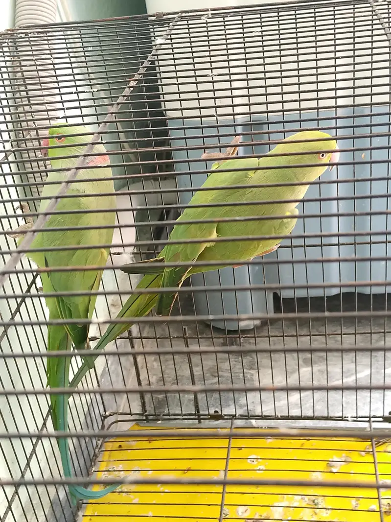 kata pair for sale with cage/without cage. urgent reason shifting. . — photo 8