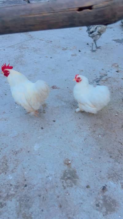 Eggs Fancy Hens