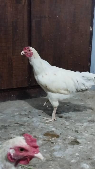 MURGA AVAILABLE IN VERT REASONABLE PRICE.