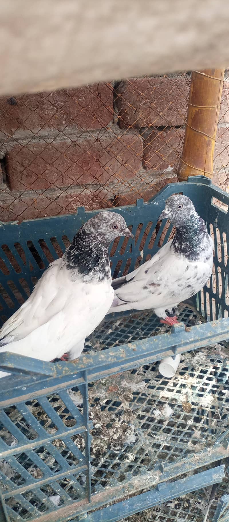 Highflyer 2
