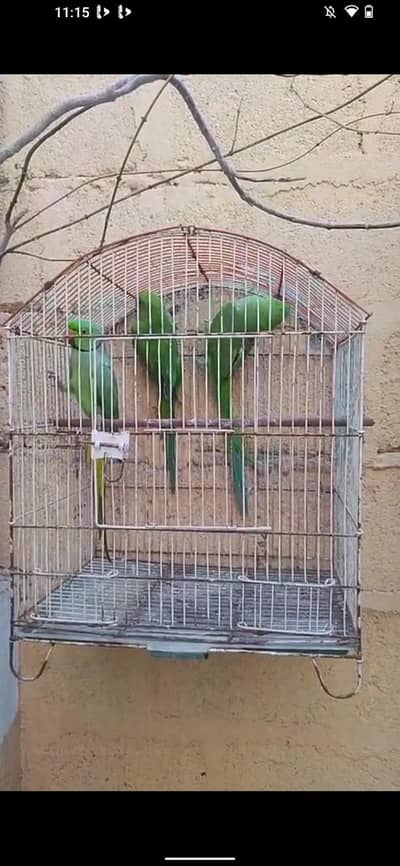 3 piece ringack and 15 piece budgie and 3 piece fawn java